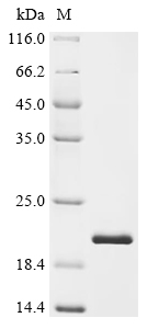 Recombinant Human Neurotrophin-4 (NTF4) - image 1