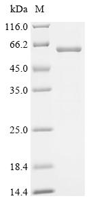 Recombinant Mouse Neurotrimin (Ntm) - image 1