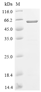Recombinant Human Nucleobindin-2 (NUCB2) - image 1