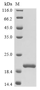 Recombinant Rat Oncomodulin (Ocm) - image 1