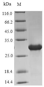 CSB-MP348663HQE SDS