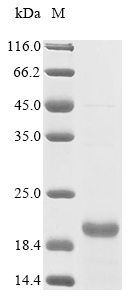 Recombinant Mouse Oxytocin-neurophysin 1 (Oxt) , partial - image 1
