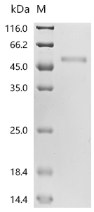 Recombinant Mouse Phenylalanine-4-hydroxylase (Pah) - image 1