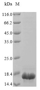 Recombinant Mouse Calmodulin regulator protein PCP4 (Pcp4) - image 1