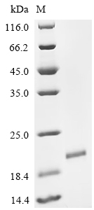Recombinant Bovine PDGFB protein (PDGFB) , Partial - image 1