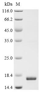 Recombinant Pig Proenkephalin-B (PDYN) , partial - image 1
