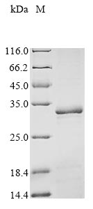 Recombinant Human Peroxisomal biogenesis factor 3 (PEX3) , partial - image 1