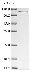 Recombinant Mouse Peroxisomal targeting signal 1 receptor (Pex5) - image 1