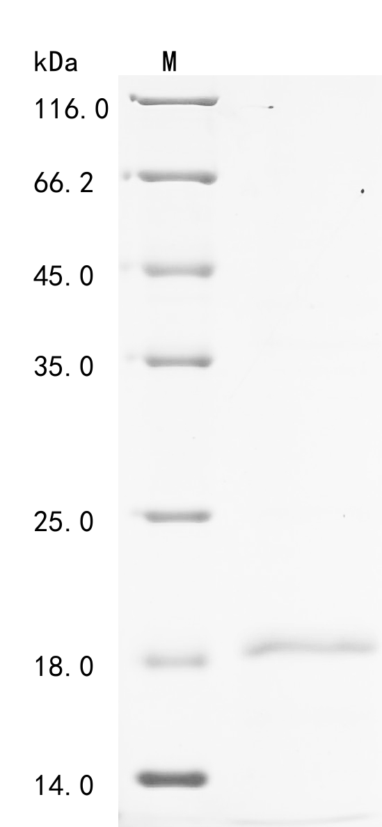 Recombinant Pig Platelet factor 4 (PF4) - image 1