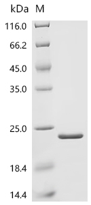 Recombinant Phleum pratense Profilin-1 (PRO1) - image 1