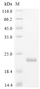 Recombinant Zea mays Profilin-1 (PRO1) - image 1