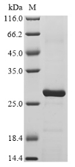 Recombinant Bovine Peptidoglycan recognition protein 1 (PGLYRP1) - image 1