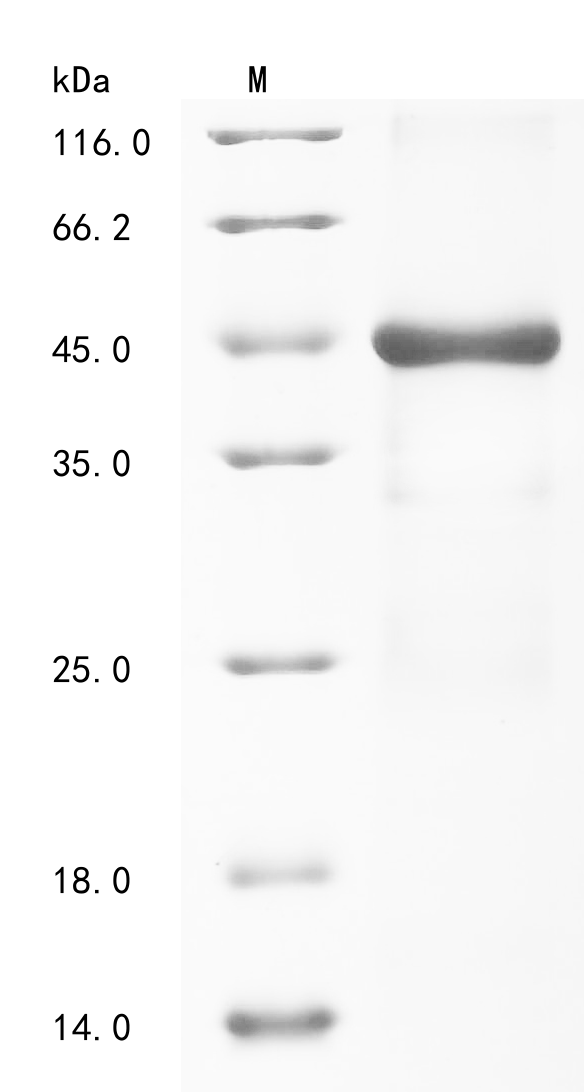 Recombinant Human Group 10 secretory phospholipase A2 (PLA2G10) - image 1