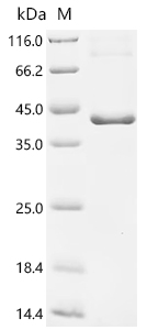 Recombinant Human Phospholipid scramblase 1 (PLSCR1) - image 1
