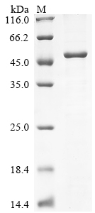 Recombinant Human PleXIn-B2 (PLXNB2) , partial - image 1