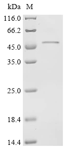 (Tris-Glycine gel) Discontinuous SDS-PAGE (reduced) with 5% enrichment gel and 15% separation gel.