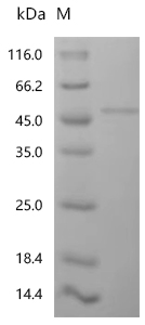 CSB-EP018266HUc7