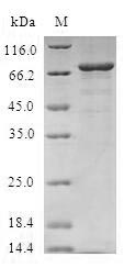 SDS-PAGE- Recombinant protein Human PPM1A