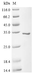 Recombinant Mouse Peroxiredoxin-6 (Prdx6) - image 1