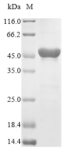(Tris-Glycine gel) Discontinuous SDS-PAGE (reduced) with 5% enrichment gel and 15% separation gel. (Tris-Glycine gel) Discontinuous SDS-PAGE (reduced) with 5% enrichment gel and 15% separation gel.