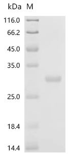 Recombinant Mouse Prolactin (Prl) - image 1