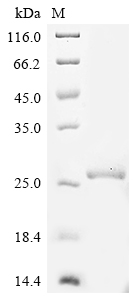Recombinant Rat Prolactin (Prl) - image 1
