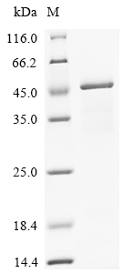 Recombinant Human Vitamin K-dependent protein C (PROC) - image 1