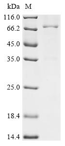 Recombinant Human Myeloblastin (PRTN3) , Biotinylated - image 1