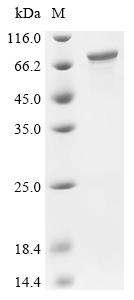 Recombinant Mouse Paraspeckle component 1 (Pspc1) - image 1