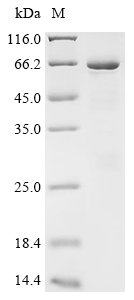 Recombinant Human Polypyrimidine tract-binding protein 1 (PTBP1) - image 1