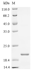 Recombinant Chicken Peptide YY-like (PYY) - image 1