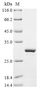 Recombinant Mouse Peptide YY (Pyy) , partial - image 1