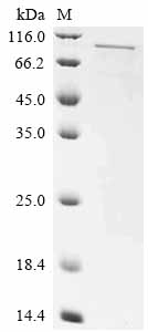 Recombinant Human Rap1 GTPase-activating protein 1 (RAP1GAP) - image 1