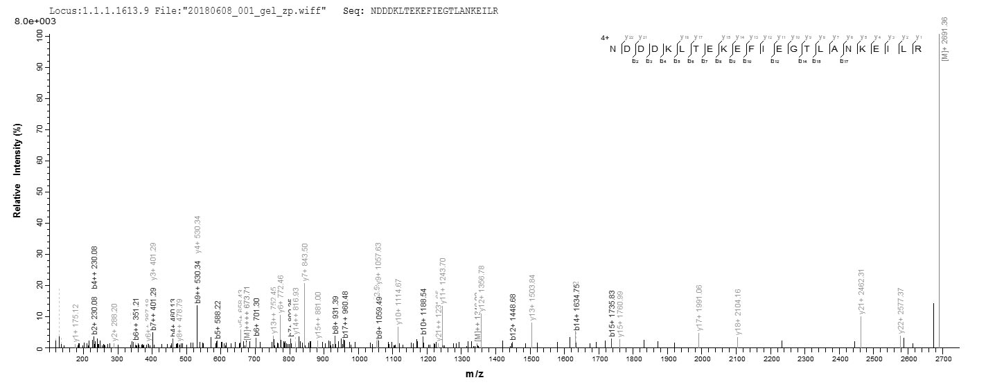 LC-MS Analysis 2- Recombinant protein Human RCVRN