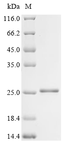 Recombinant Mouse Regenerating islet-derived protein 3-gamma (Reg3g) , partial - image 1
