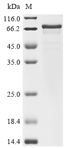 Recombinant Mouse Regulator of G-protein signaling 14 (Rgs14) - image 1