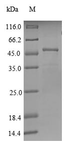 CSB-EP019648HU