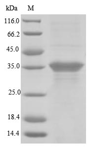 Recombinant Human Blood group Rh (D) polypeptide (RHD) , partial - image 1