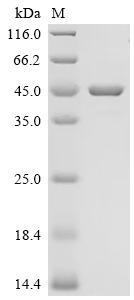 Recombinant Human Retinaldehyde-binding protein 1 (RLBP1) - image 1