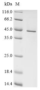 Recombinant Human Small ribosomal subunit protein uS5 (RPS2) - image 1
