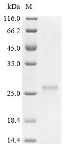 Recombinant Human Small ribosomal subunit protein uS12 (RPS23) - image 1