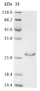 Recombinant Human Small ribosomal subunit protein eS25 (RPS25) - image 1
