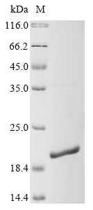Recombinant Mouse Serum amyloid A-4 protein (Saa4) - image 1