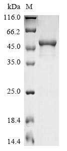 Recombinant Human Secretogranin-2 (SCG2) , partial - image 1