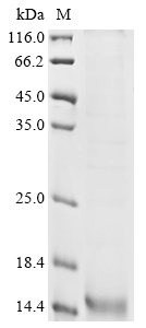 Recombinant Human Mammaglobin-B (SCGB2A1) - image 1