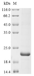 Recombinant Human Sodium channel protein type 1 subunit alpha (SCN1A) , partial - image 1