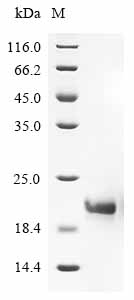 Recombinant Artemisia vulgaris Non-specific lipid-transfer protein - image 1