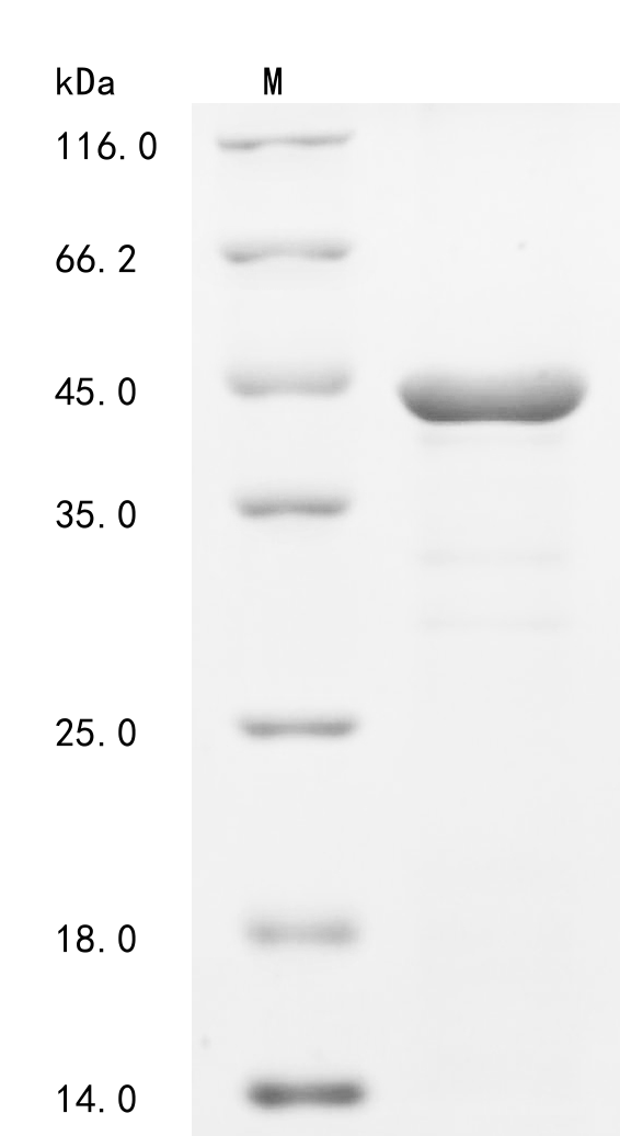 Recombinant Human Syntenin-1 (SDCBP) - image 1