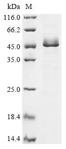 Recombinant Human Glia-derived neXIn (SERPINE2) - image 1