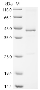 Recombinant Mouse Secreted frizzled-related protein 5 (Sfrp5) - image 1